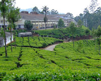 Coorg Tea Plantation